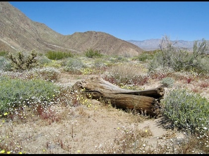 Roadside flowers blooming during the Southern California wildflower superbloom.