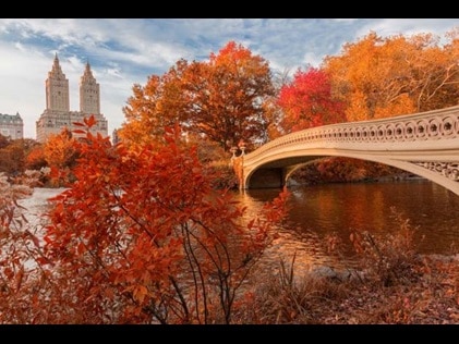 Stunning fall foliage in New York City.