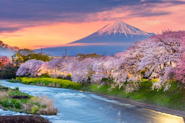 Stunning view, snow-capped Mount Fuji, cotton candy colored skies, cherry blossoms, Japan.